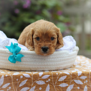 Chandler - Available 9/24