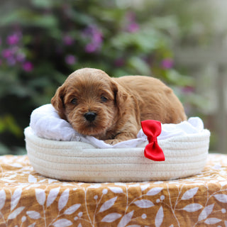 Gabe - Available 9/24