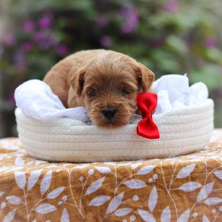 Gabe - Available 9/24