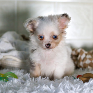 Jameston - Available 2/19