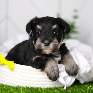 Wes - Available 2/18