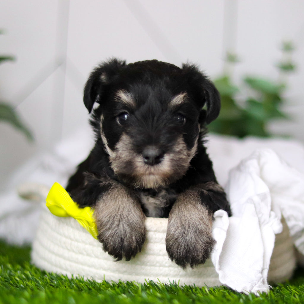 Wes - Available 2/18