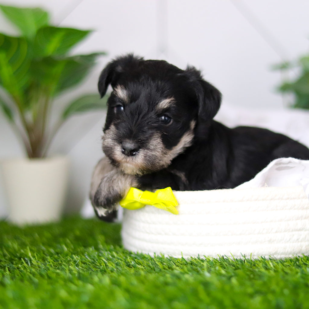 Wes - Available 2/18