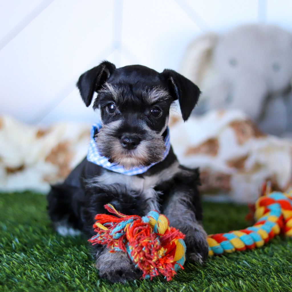 Wes - Available 2/18