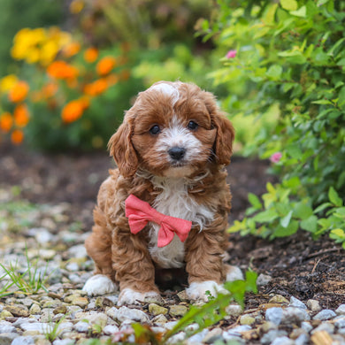 Dempsey - Available 10/15