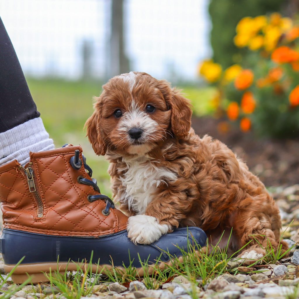 Dempsey - Available 10/15