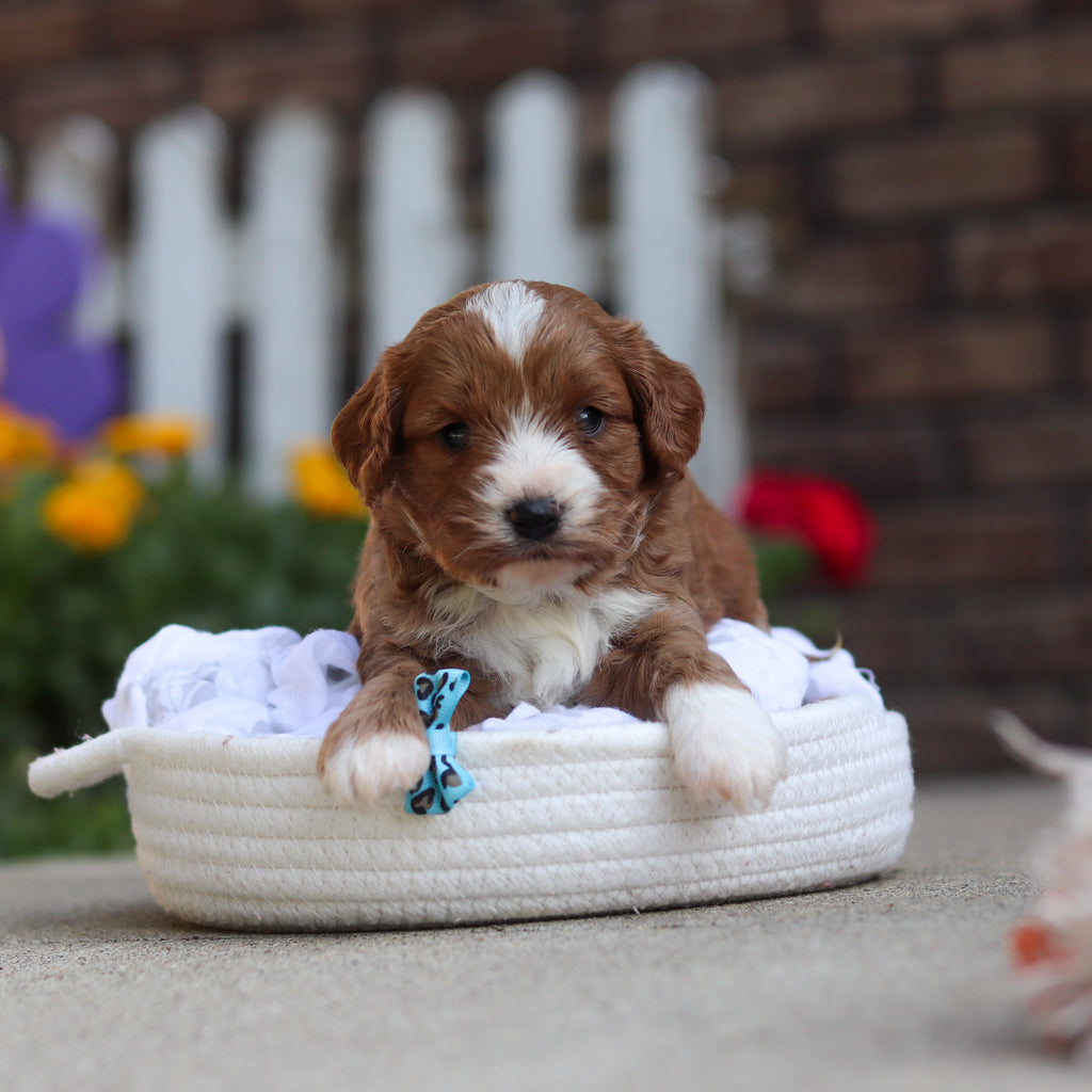 Dempsey - Available 10/15