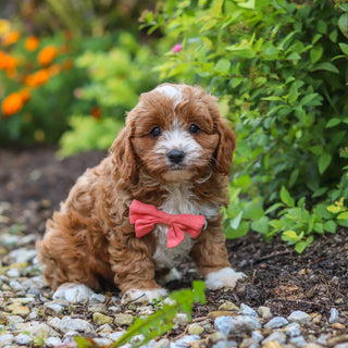 Dempsey - Available 10/15