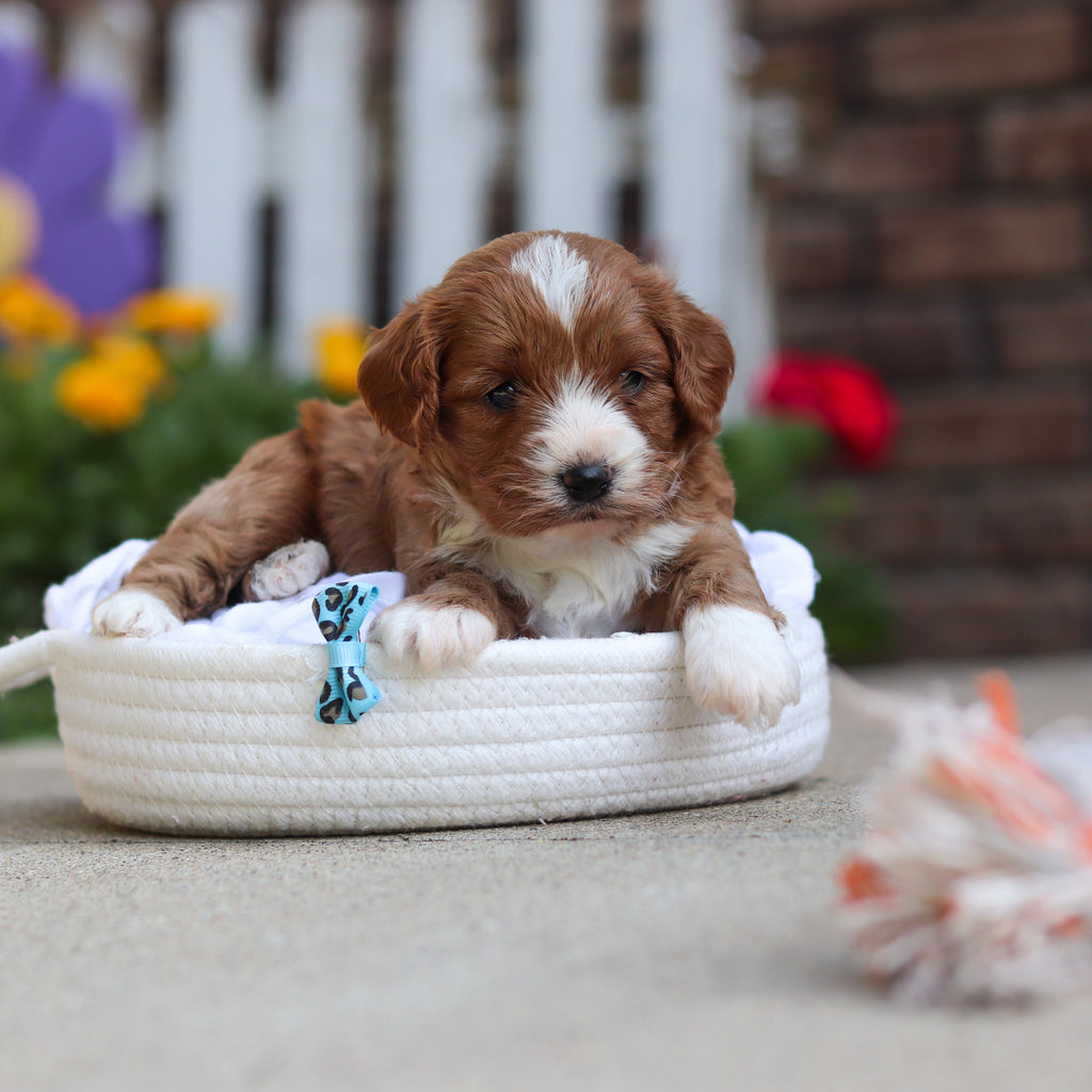 Dempsey - Available 10/15
