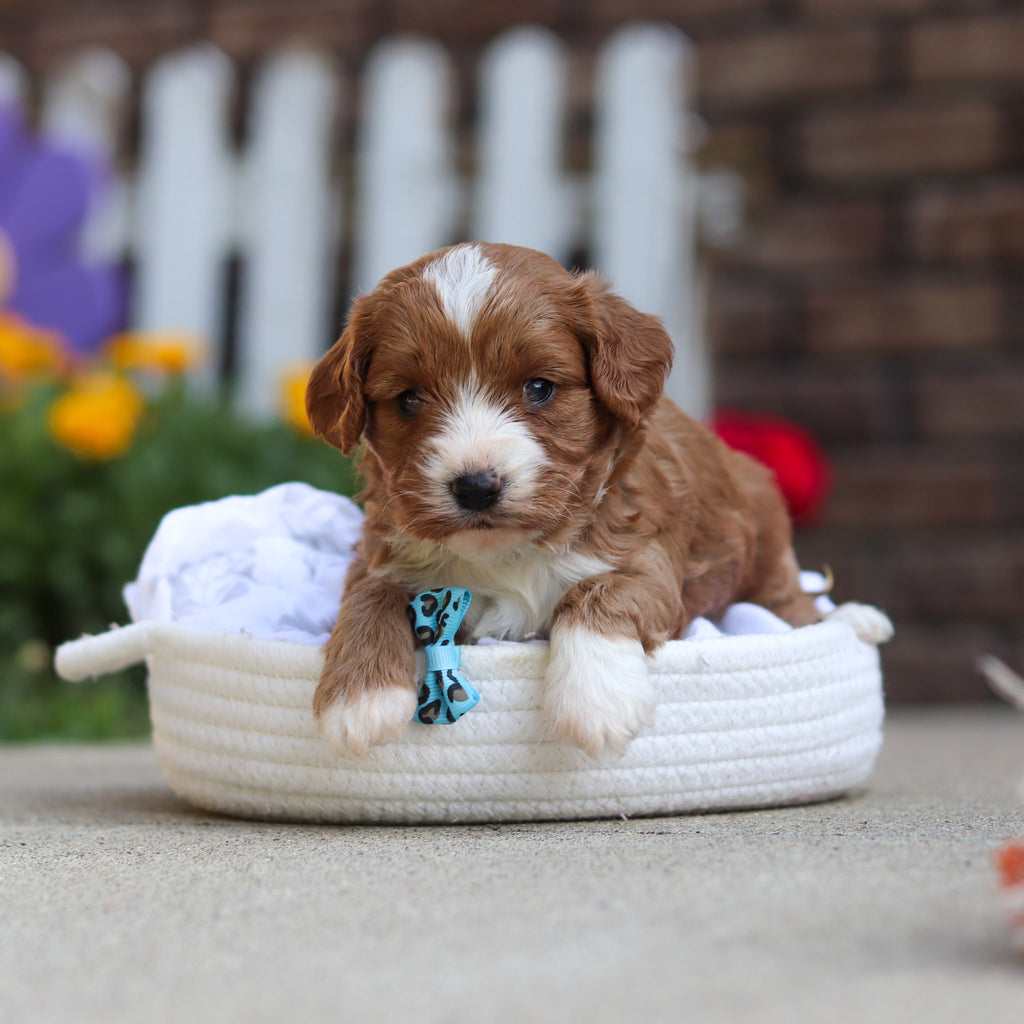 Dempsey - Available 10/15
