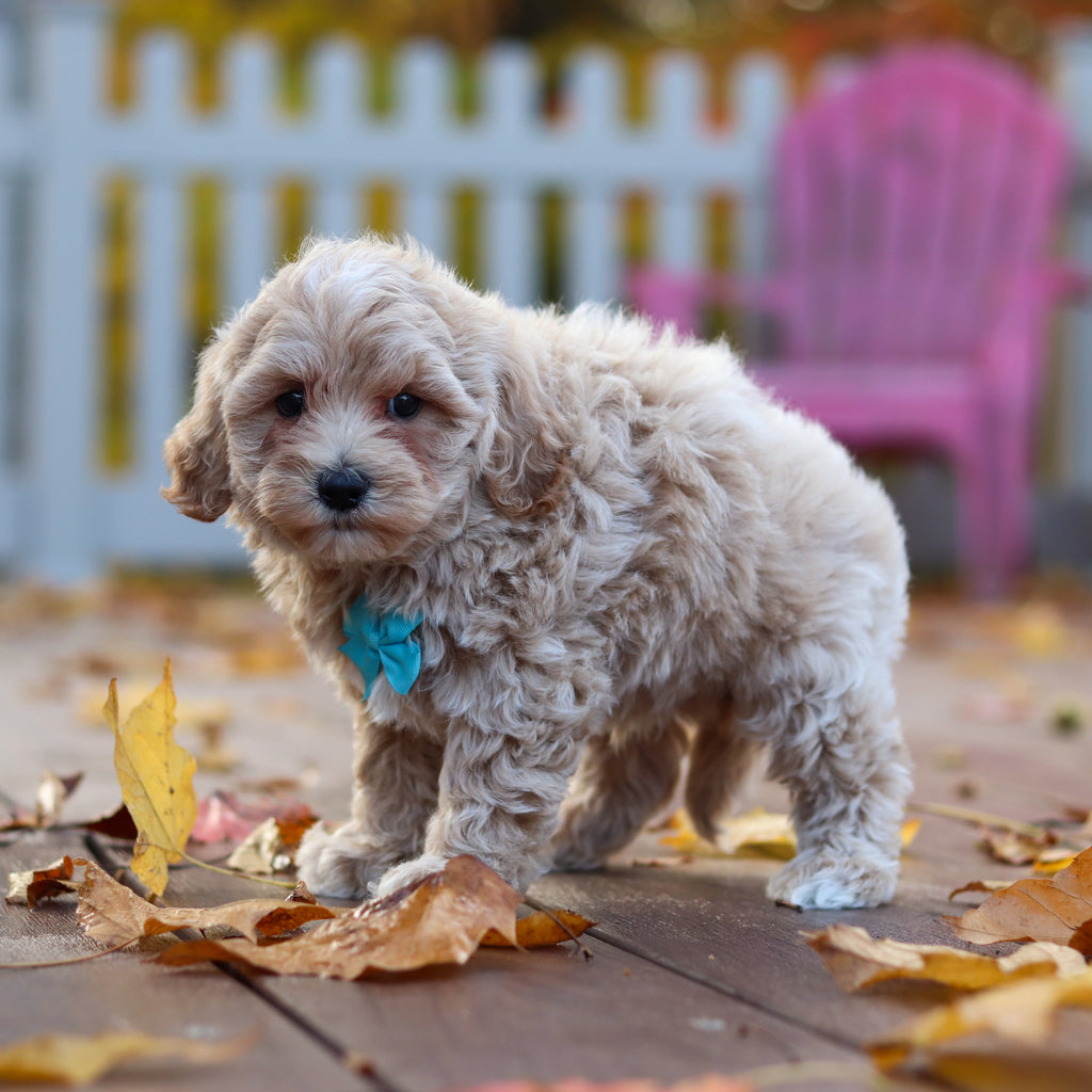 Floyd - Available 11/12