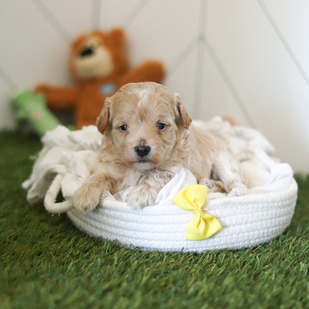 Forrest - Available 11/12