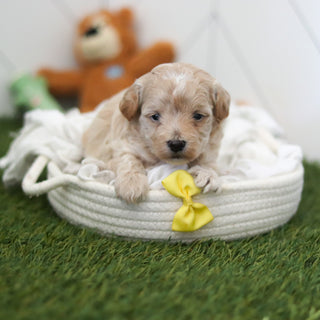 Forrest - Available 11/12
