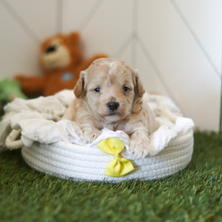 Forrest - Available 11/12