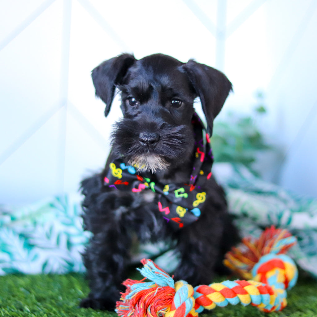 Zest - Available Now