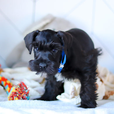 Kennedy - Available Now