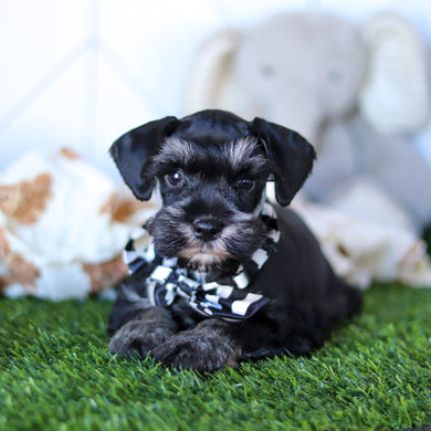 Wilson - Available 2/18