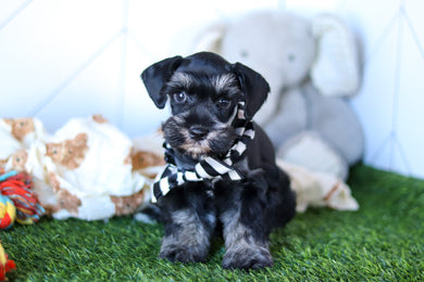 Wilson - Available 2/18