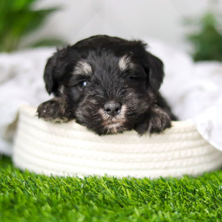 Wilson - Available 2/18