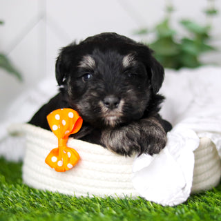 Wilson - Available 2/18