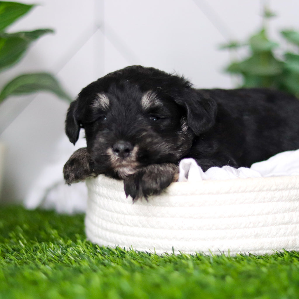 Wilson - Available 2/18