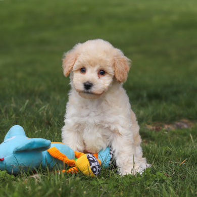 Tucker - Available 4/16