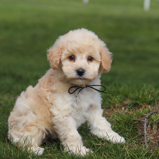 Tucker - Available Now