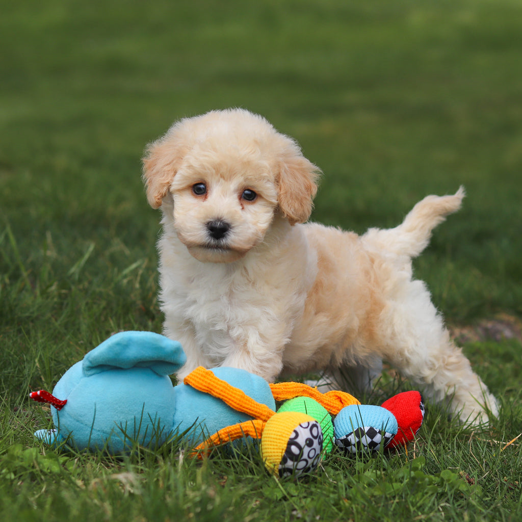 Tucker - Available Now
