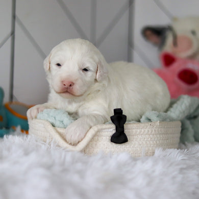 Spud - Available 5/28