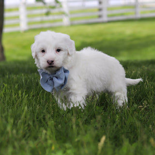 Spud - Available 5/28