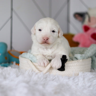 Spud - Available 5/28