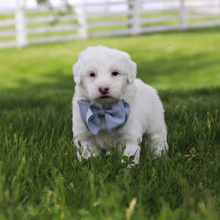 Spud - Available 5/28