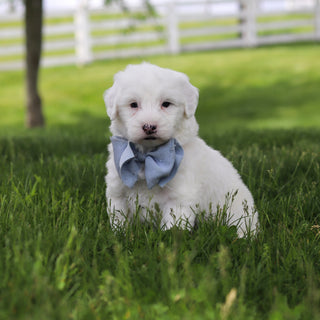 Spud - Available 5/28