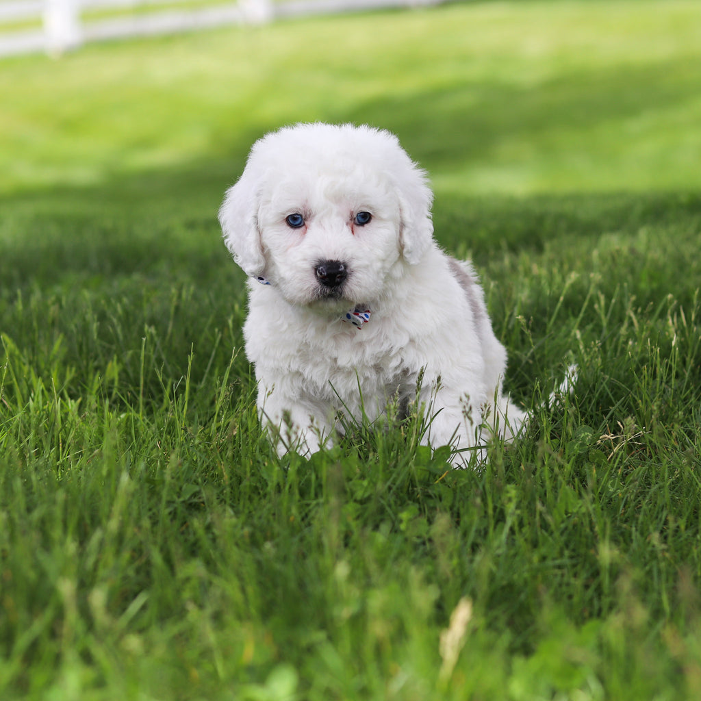 Scooter - Available 5/28