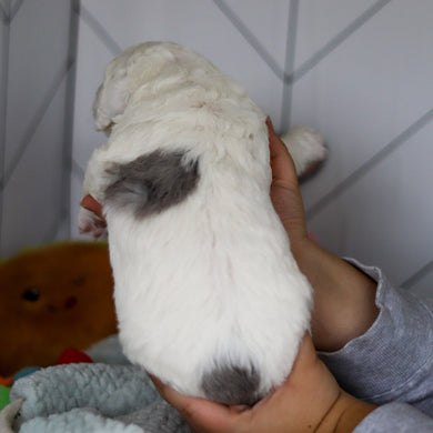 Scooter - Available 5/28