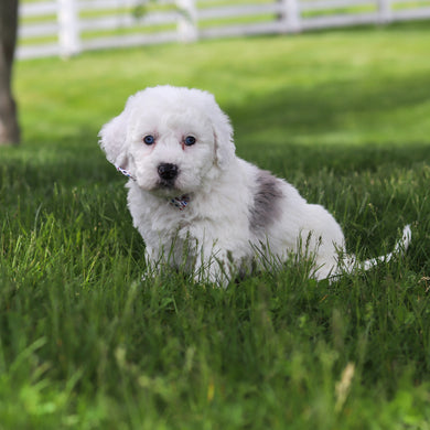 Scooter - Available 5/28