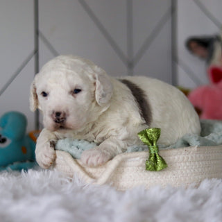 Scooter - Available 5/28