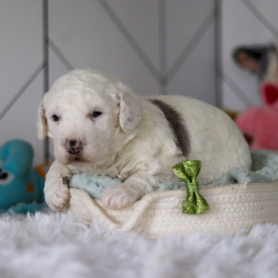 Scooter - Available 5/28