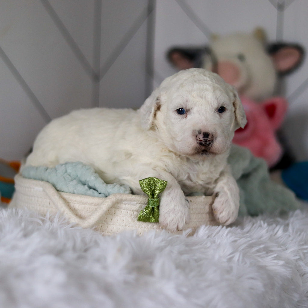 Scooter - Available 5/28
