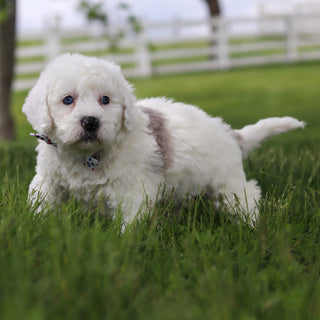 Scooter - Available 5/28