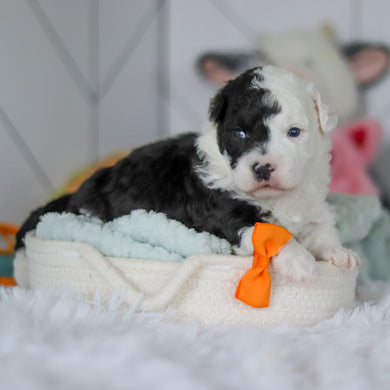 Snoop - Available 5/28