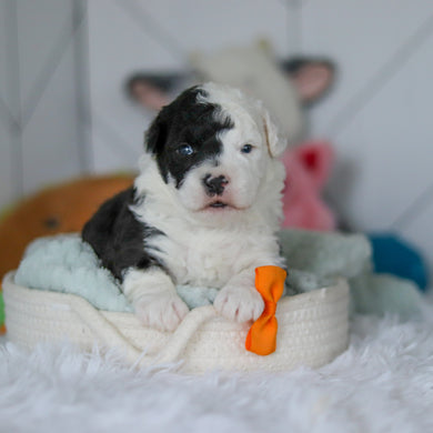 Snoop - Available 5/28