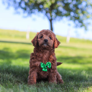 Gillis - Available 6/18