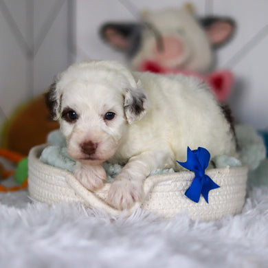 Willie - Available 5/21