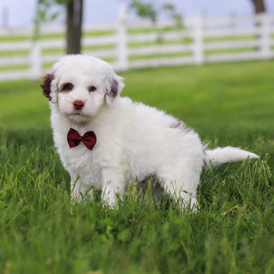 Willie - Available 5/21