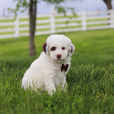 Willie - Available 5/21