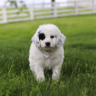 Wells - Available 5/21