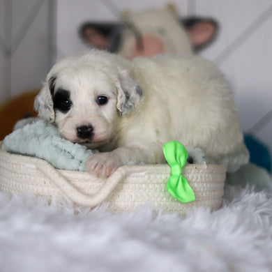 Wells - Available 5/21