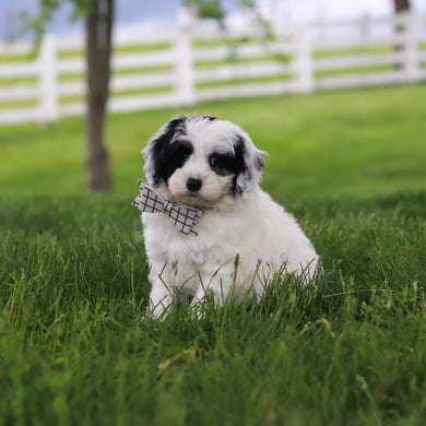 Watson - Available 5/21