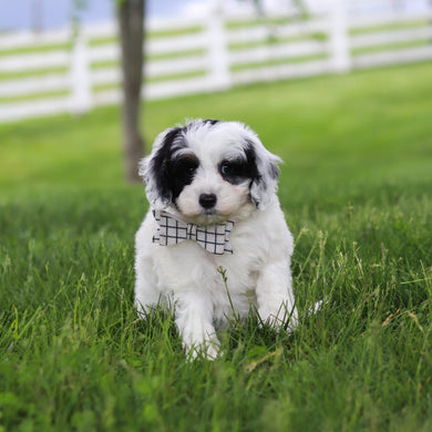 Watson - Available 5/21